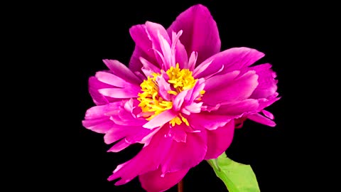 Peony pink flower opening