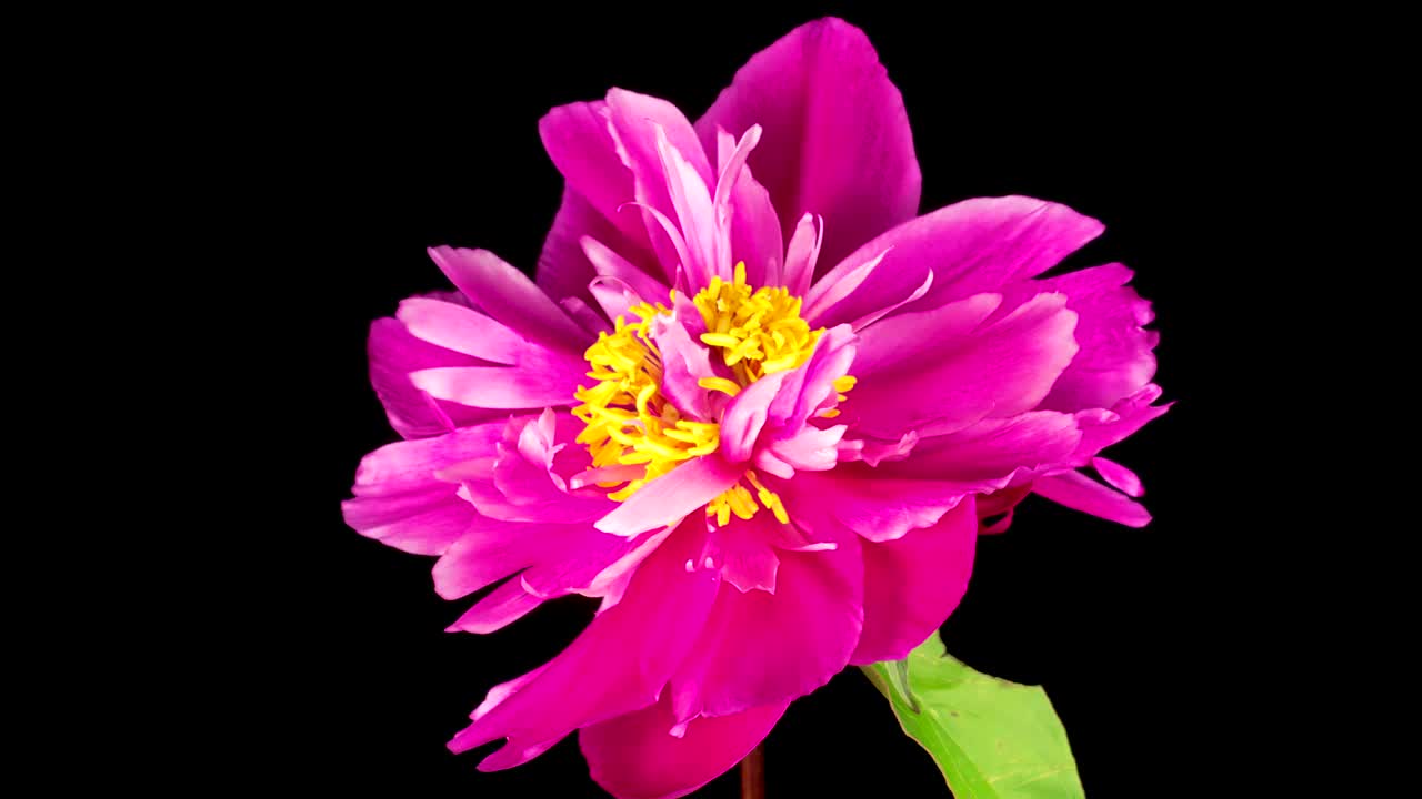 Peony pink flower opening