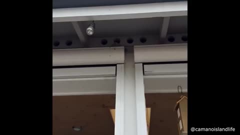 Baby Birds Feeding Time