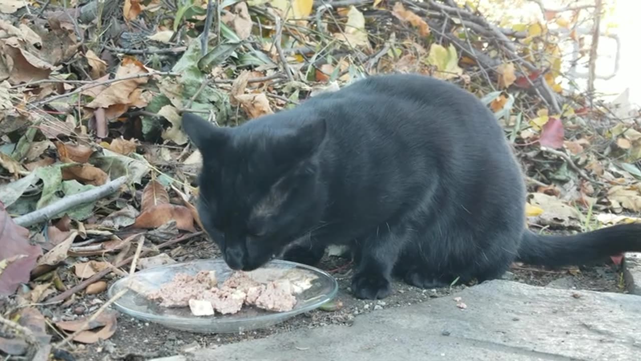 20231223 151621 Tux Eating