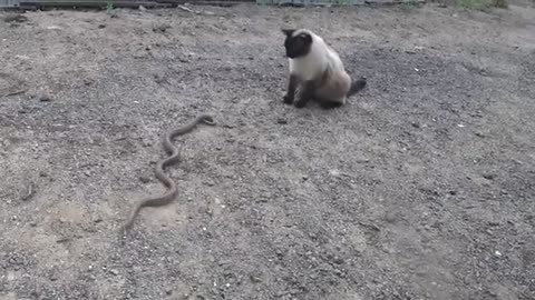 Siamese Cat Snake Fight