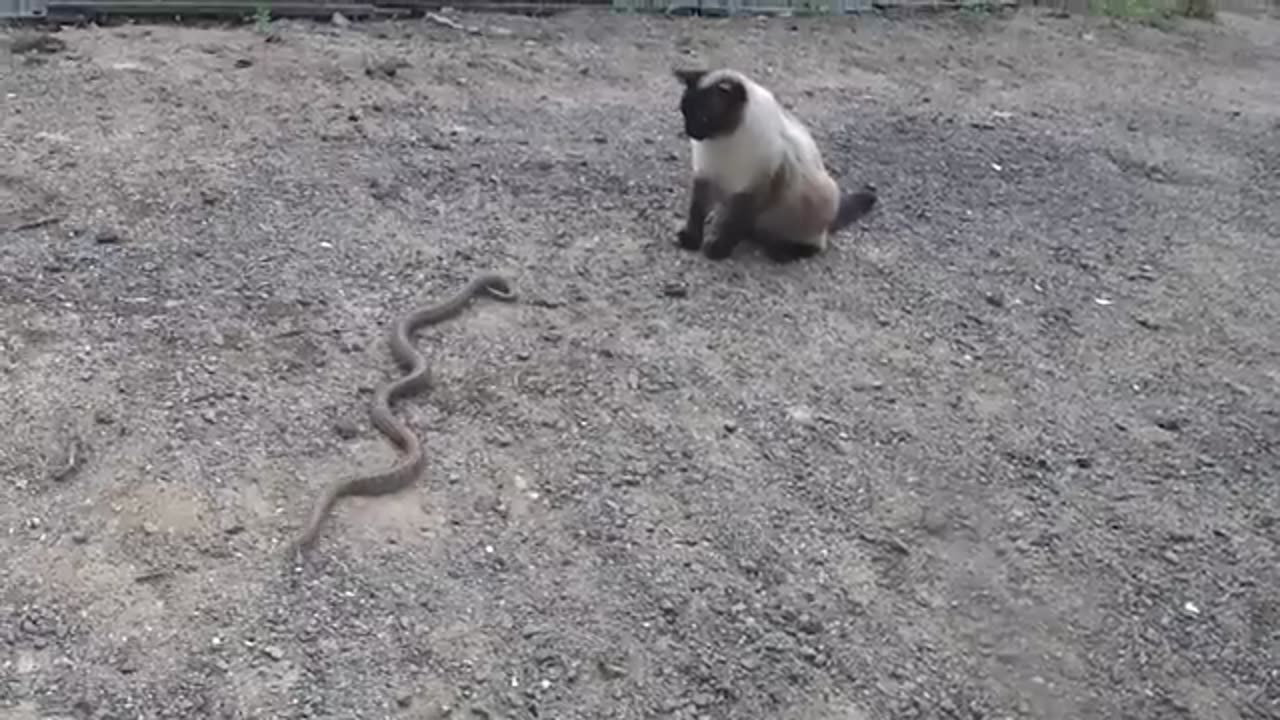 Siamese Cat Snake Fight