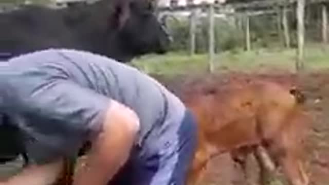 Cattle kick