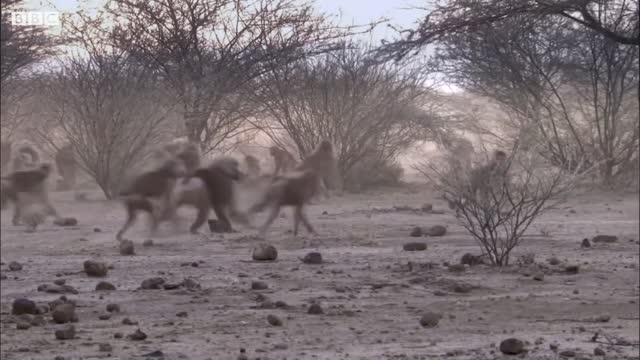 Baboon Troops Clash Over Territory | Life | BBC Earth