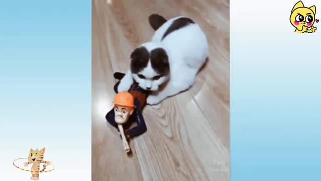 Funny cat video 🤣🤣🤣🤣