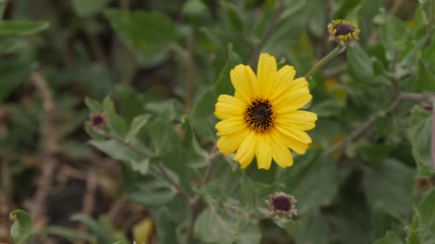 Yellow Flower in the Breeze