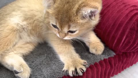 The chick loves to take a nap with the kitten