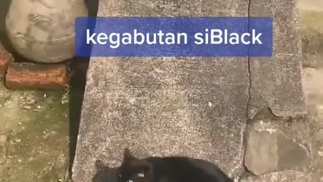 Funny cats black