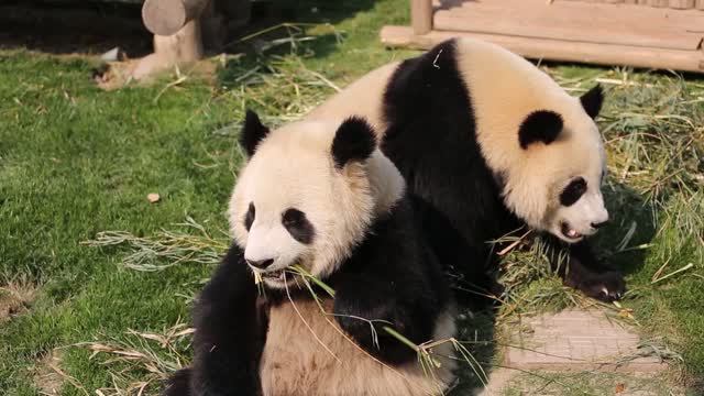 Panda eat bamboo