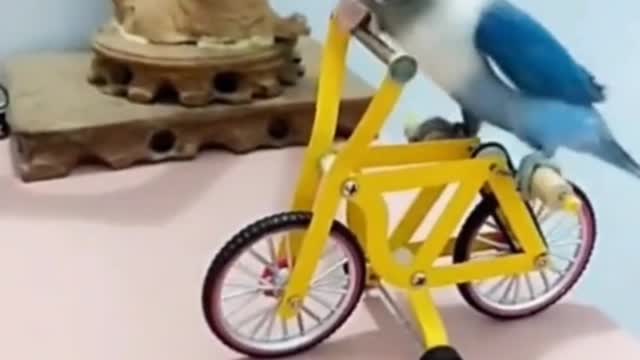 Colorful parrot driving bicycle - funny and interesting video