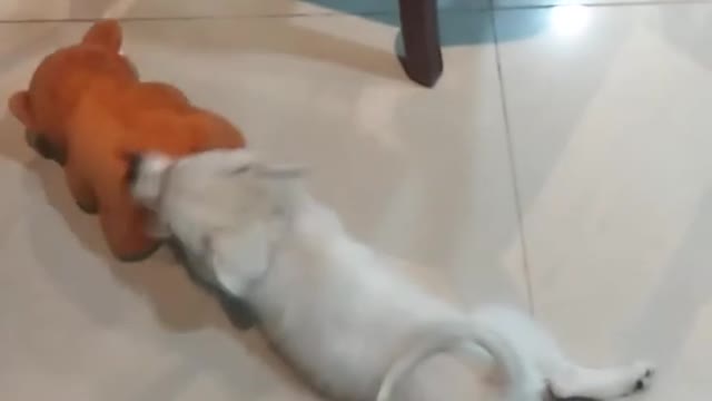 My dog Punish Her friend for not playing with her