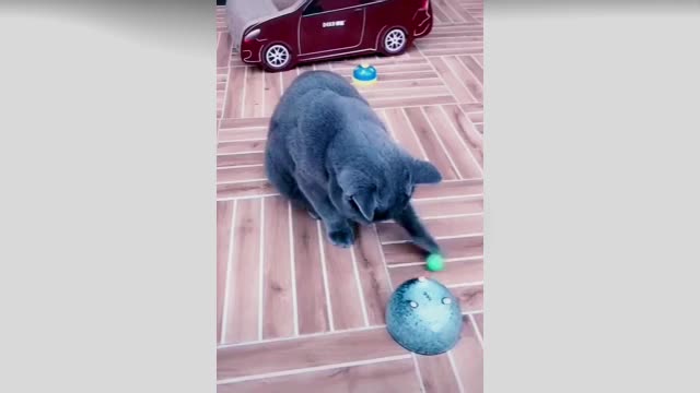 Baby Cats | Cute and Funny Cat | Videos Cat | qureshi digital tv