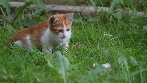 A Playful Cute Kitten