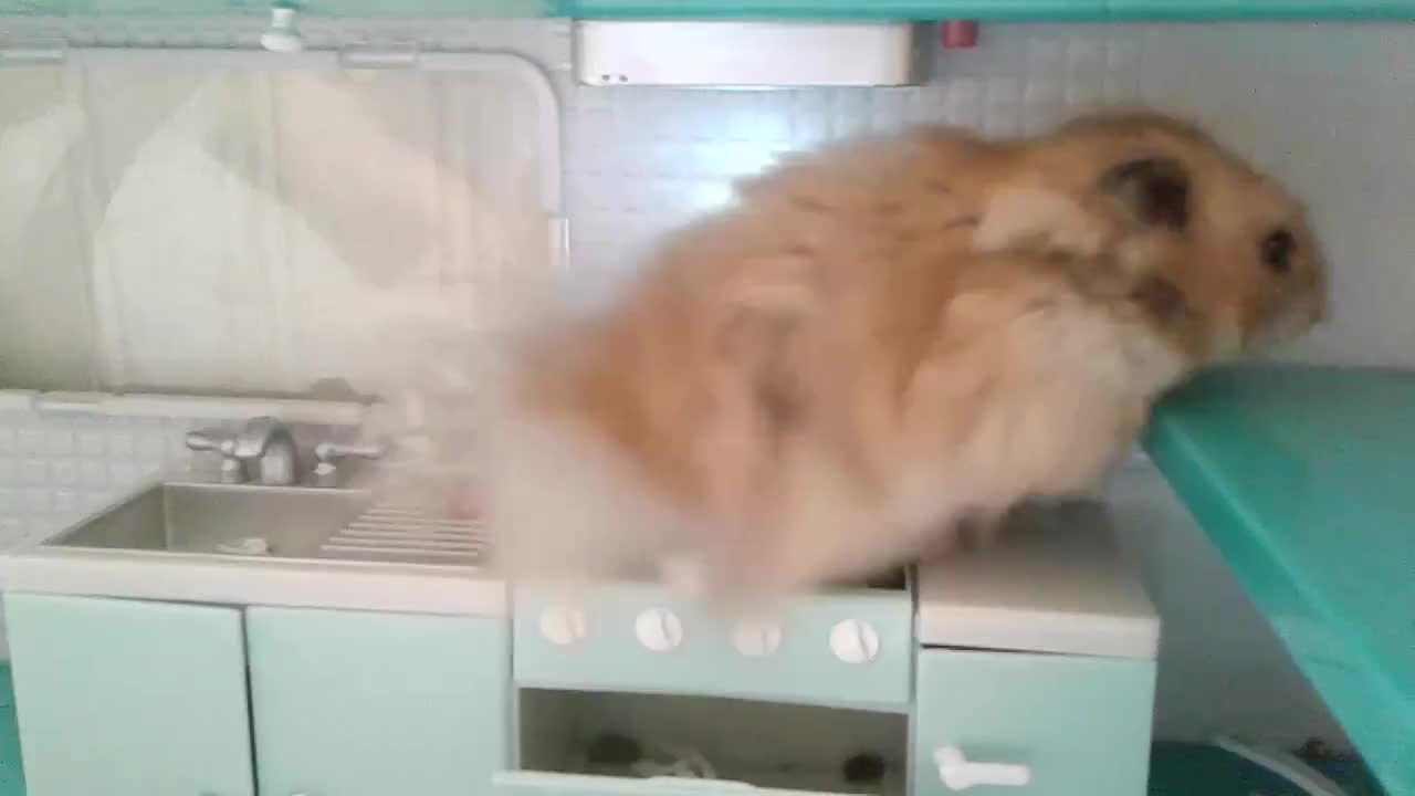 Hamster explores his own personal kitchen