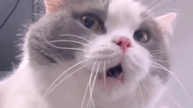 Little cats can also speak human words