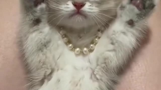 cat#usa