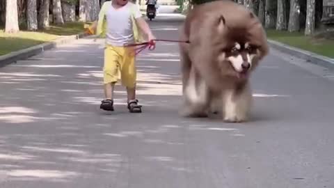 Big Alaskan dog walking on the street his little owner
