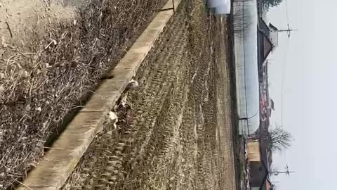 Walking on a rural road in Korea 1