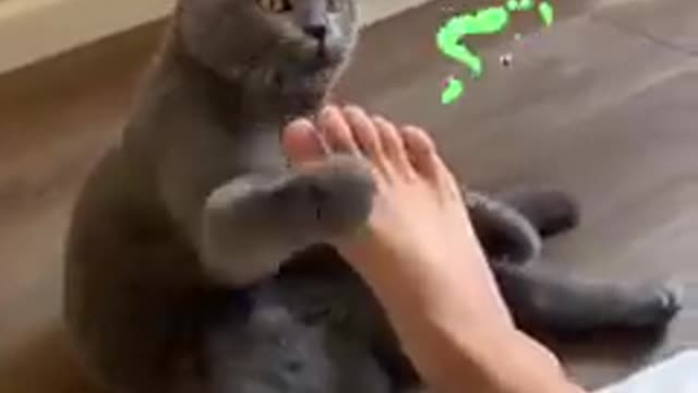 #Funny cat # Cutecat # Cat video