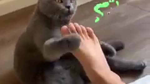 #Funny cat # Cutecat # Cat video