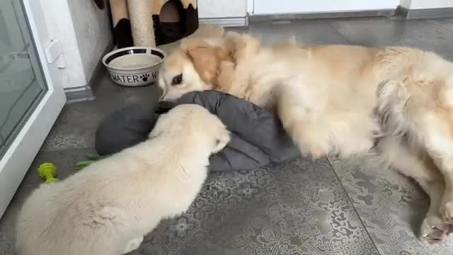 Golden Retriever Puppy's Reaction When His Bed Was Taken Away