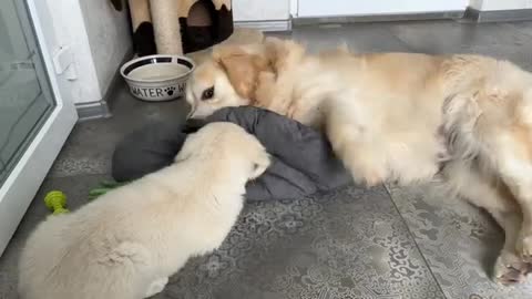 Golden Retriever Puppy's Reaction When His Bed Was Taken Away