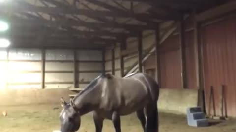 Girl cries to see how her horse will react