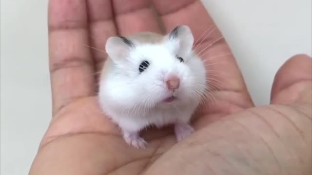 Small Dwarf Hamster