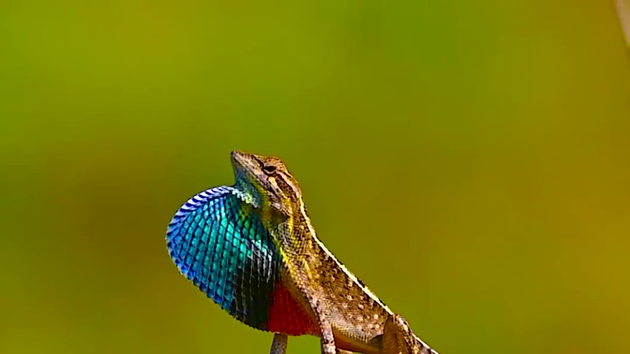Wildlife with a natural perspective & Funs
