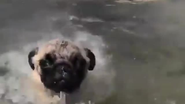 Funniest and Cutest Pug Dog Videos Compilation 2020