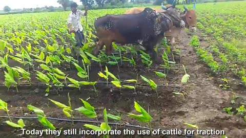 Awesome spice and herb in Turmeric - Turmeric farming and harvest - Turmeric cultivation Technology
