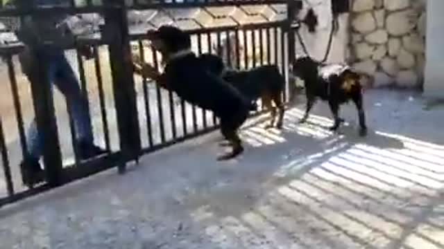 Run......Rottweiler (Break in Gone Wrong)