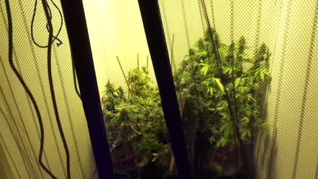 AardVarks Marijuana Grow Show - Cannabis Plant Power Initiated