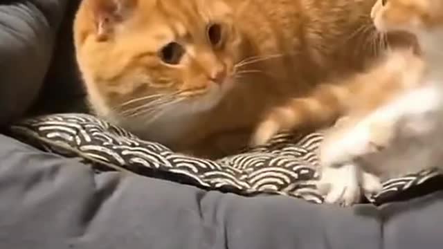 Awesome reaction by the kitty