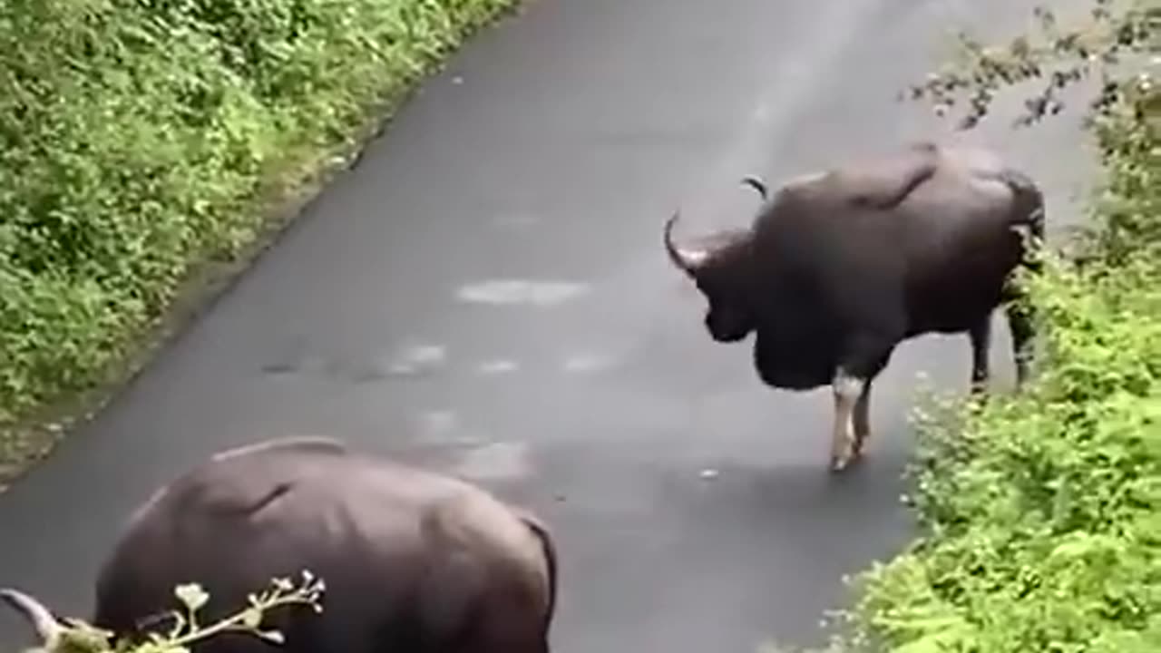 Bison attack public bus on road