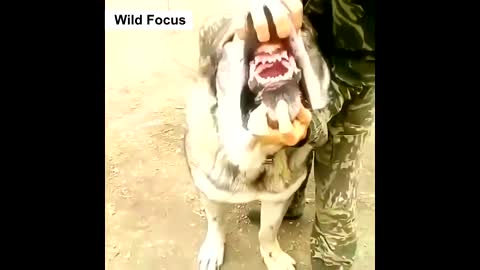 The Most Giant Animal