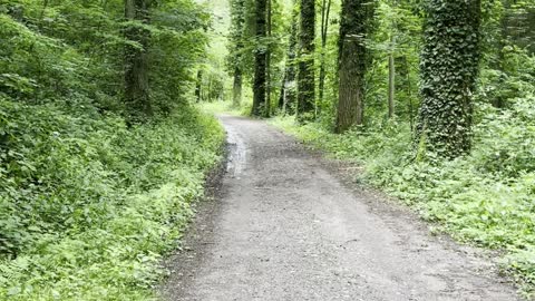 A day trip to the forest 🌳