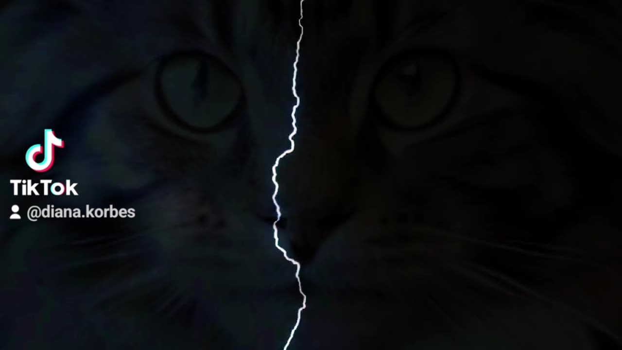 Just my cat
