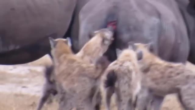 Wild Animal Fight