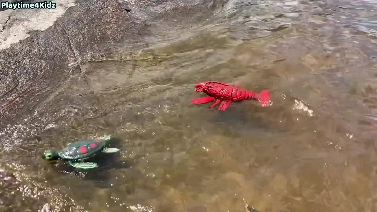 fish and animals