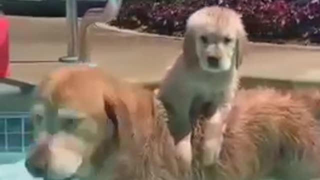 Have you ever seen a dog swimming, it will be a lot of fun.