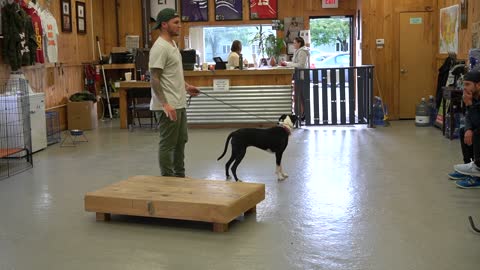 Dog trainer training