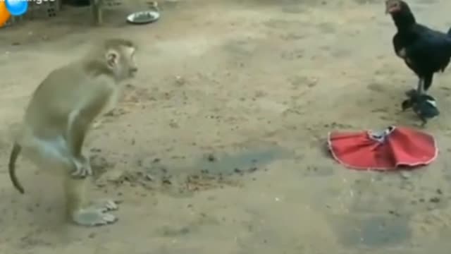 Monkey and hen video