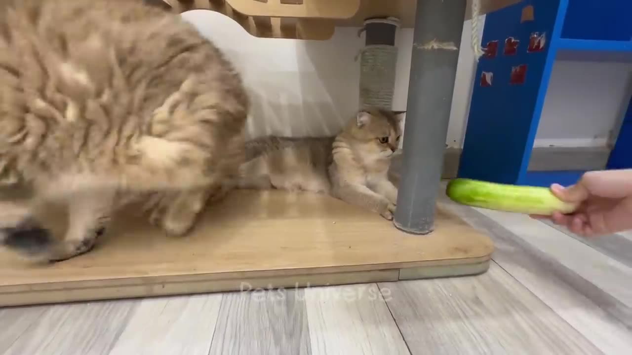 Funny animal videos