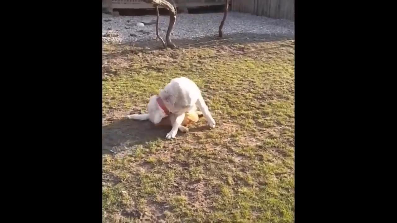 Top funniest Cats and Dogs Videos 2024