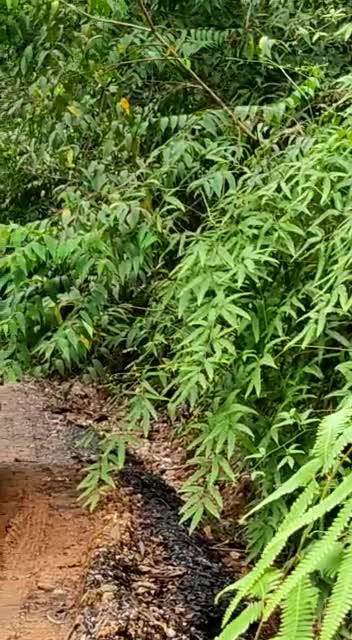 Temporada de lluvias convierte en trochas intransitables las vías veredas de Santander