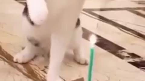 Cat Birthday