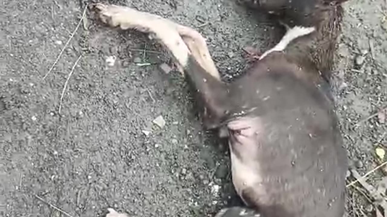 Dying sick Dog #doglover #rescuestraydogs #cat #animals #instastrays