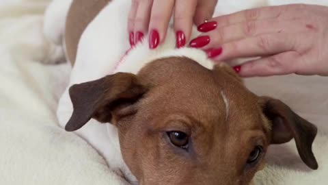 The dog enjoys the massage