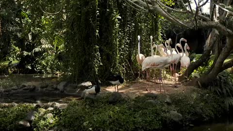 Group of flamingos on the shore of a lake